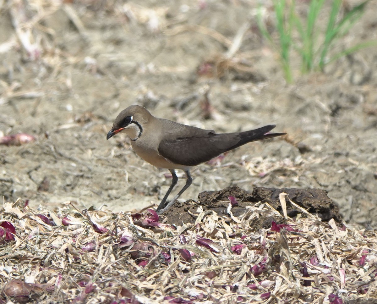 Oriental Pratincole - ML441086651