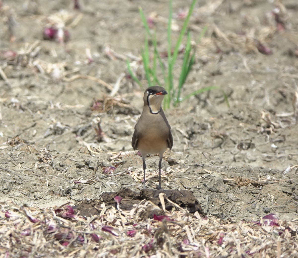 Oriental Pratincole - ML441086691