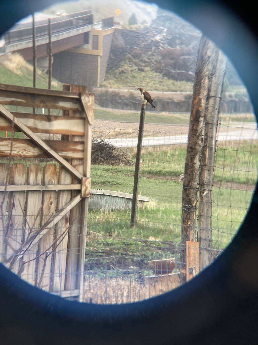 Swainson's Hawk - ML441087491