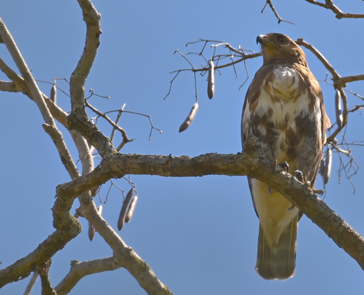 Madagascar Buzzard - ML441087721