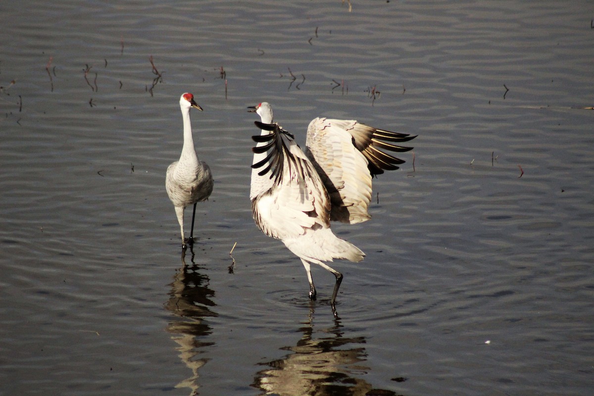 Sandhill Crane - ML44109251