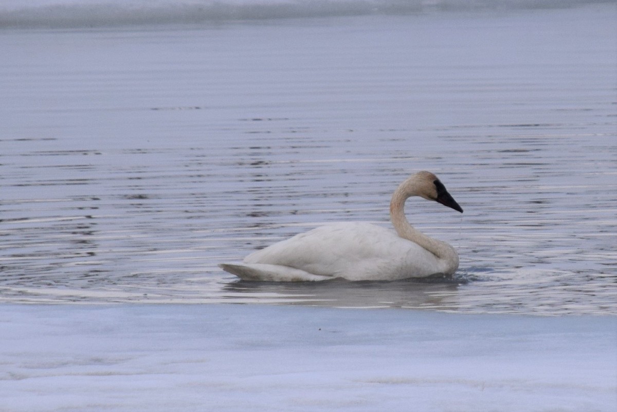 Cisne Trompetero - ML441092921