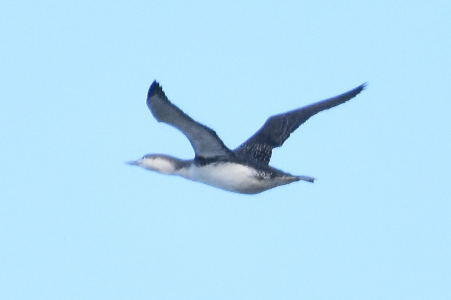 Red-throated Loon - ML441097471