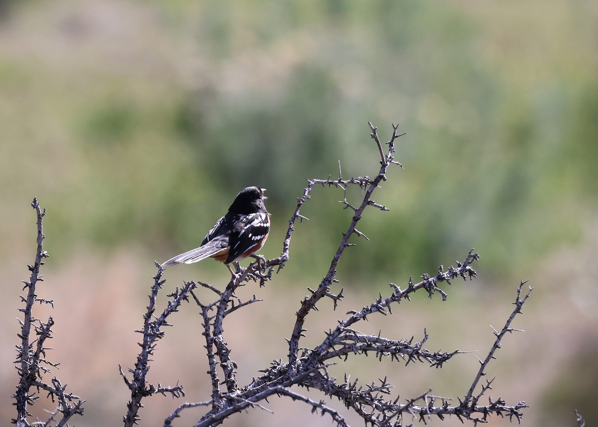 Spotted Towhee - Devlon Moore