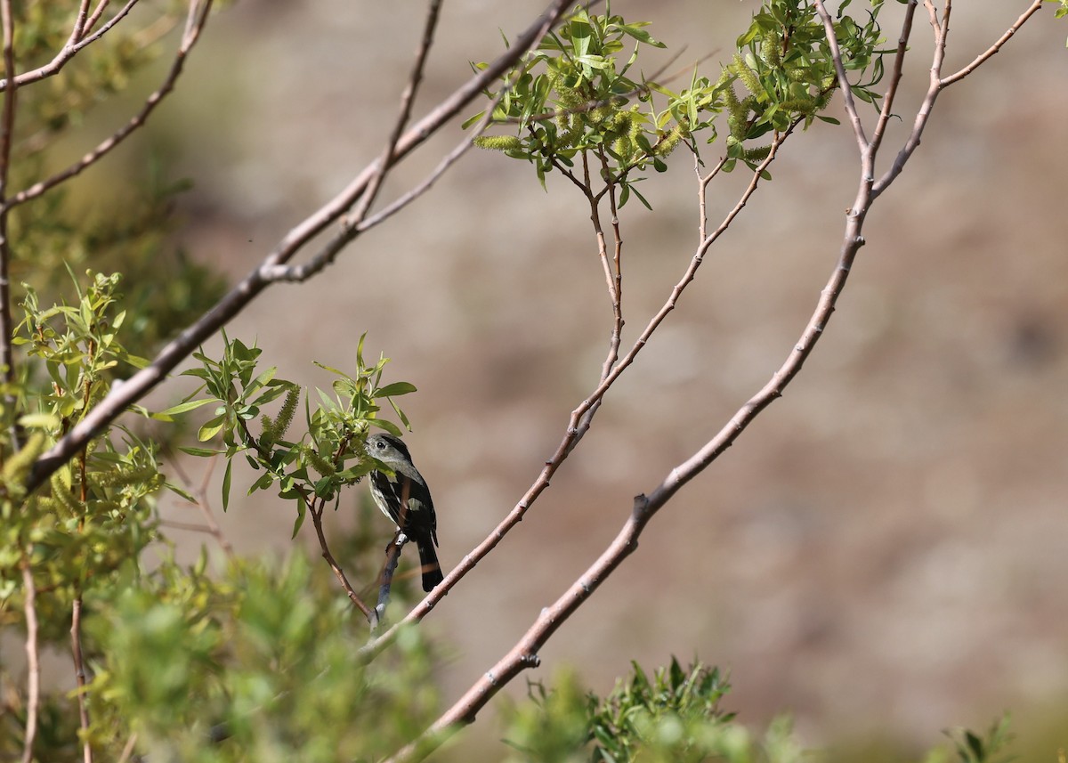 Dusky Flycatcher - ML441098701