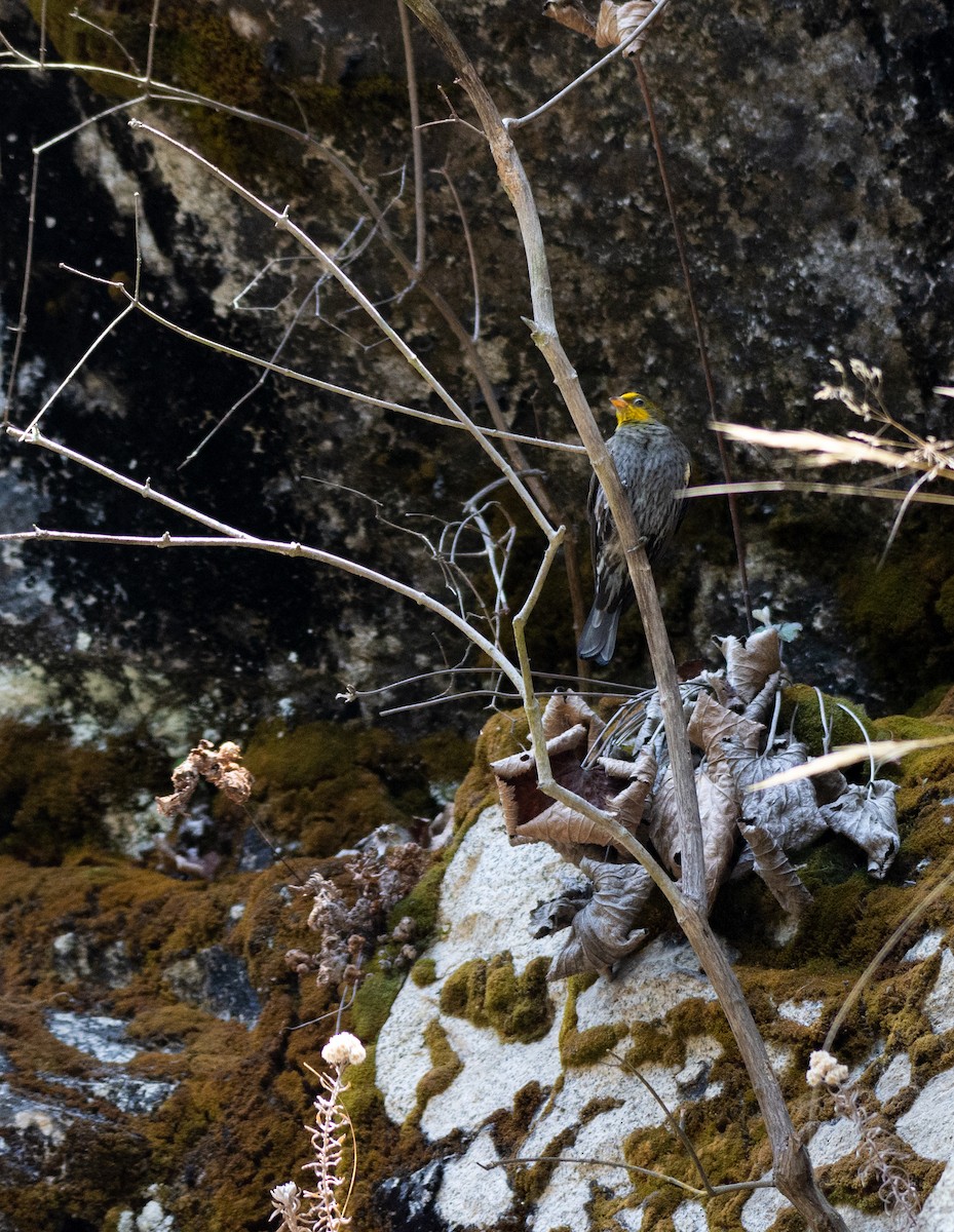 Yellow-rumped Honeyguide - ML441098781