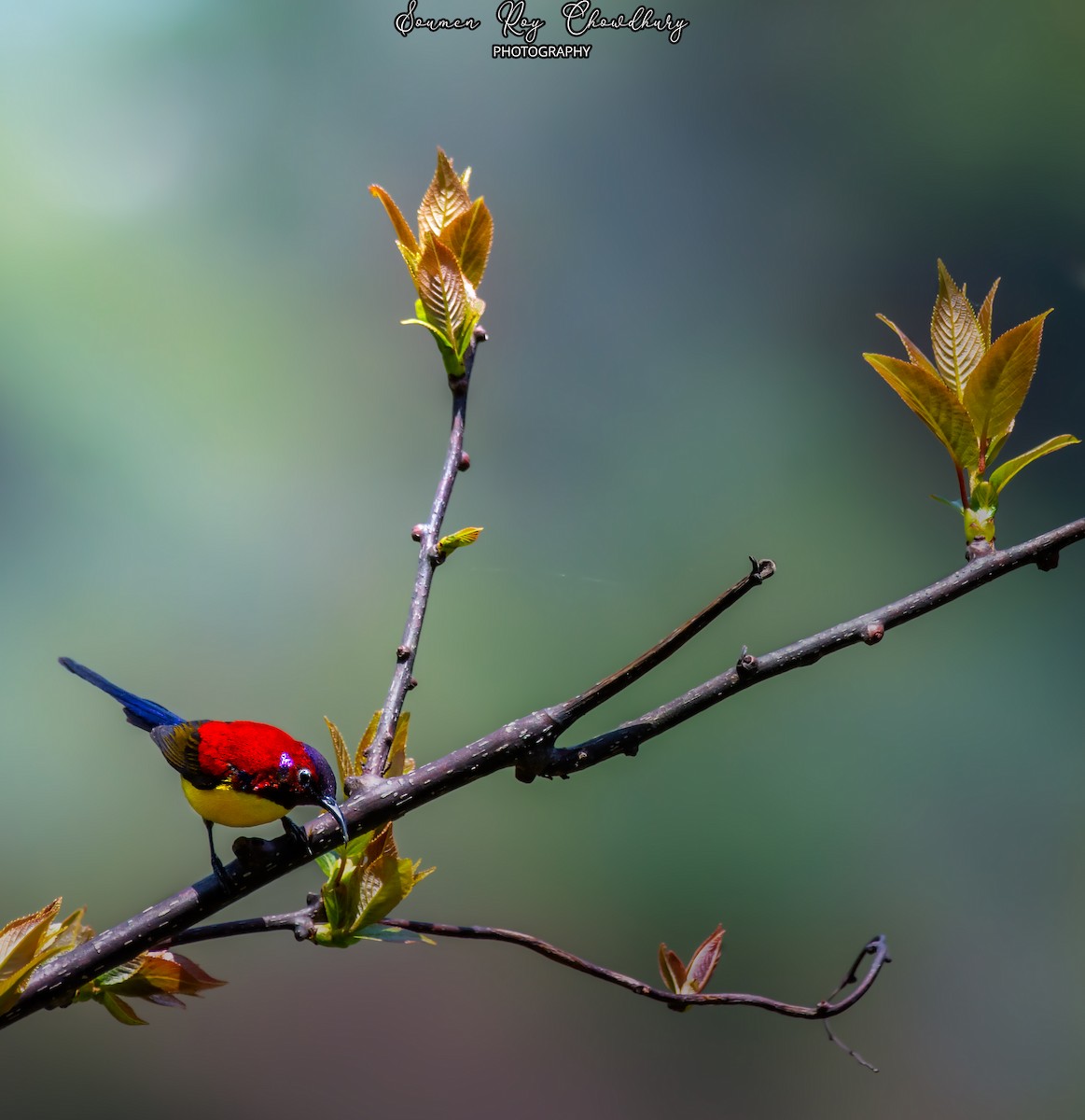 Mrs. Gould's Sunbird - ML441098931