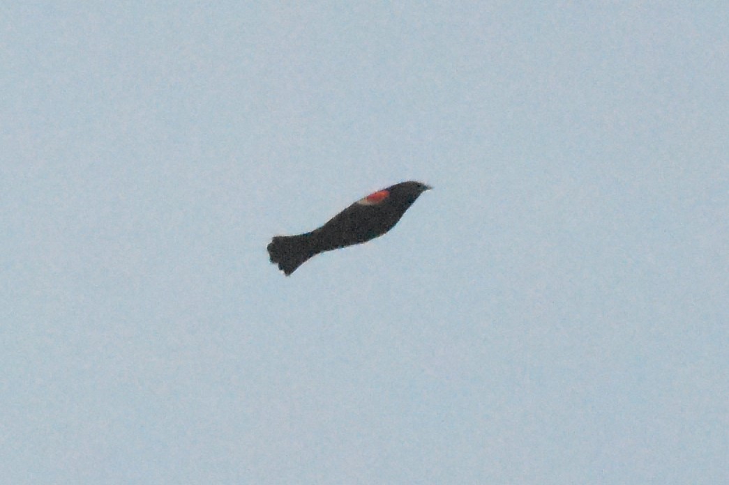 Red-winged Blackbird - ML441099231