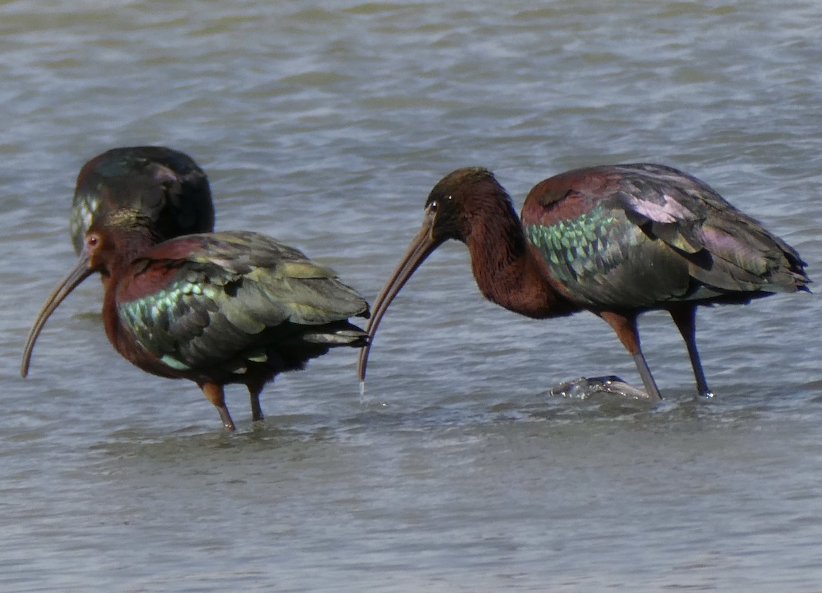 Glossy Ibis - Denise & Mark Vollmar