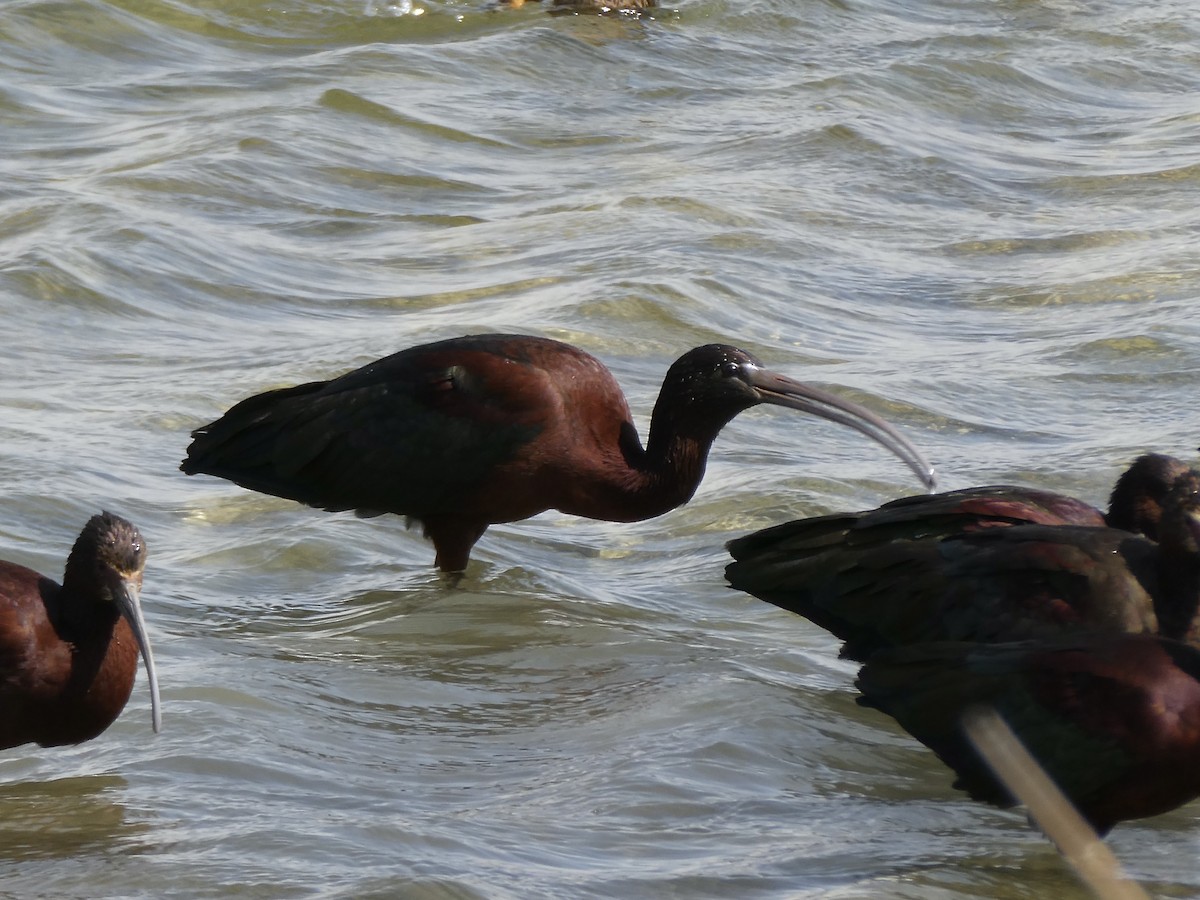 Glossy Ibis - Denise & Mark Vollmar