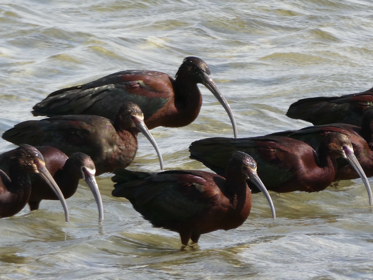 Glossy Ibis - Denise & Mark Vollmar