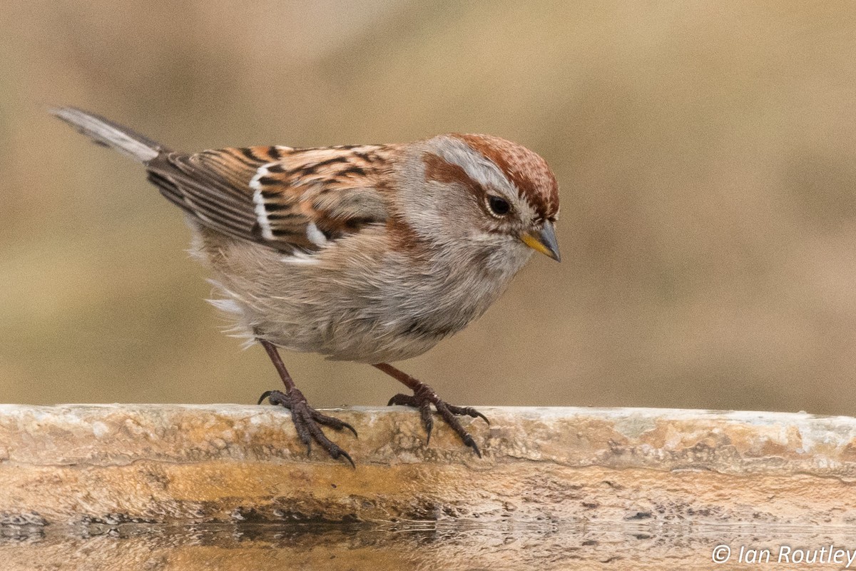 American Tree Sparrow - ML44110231