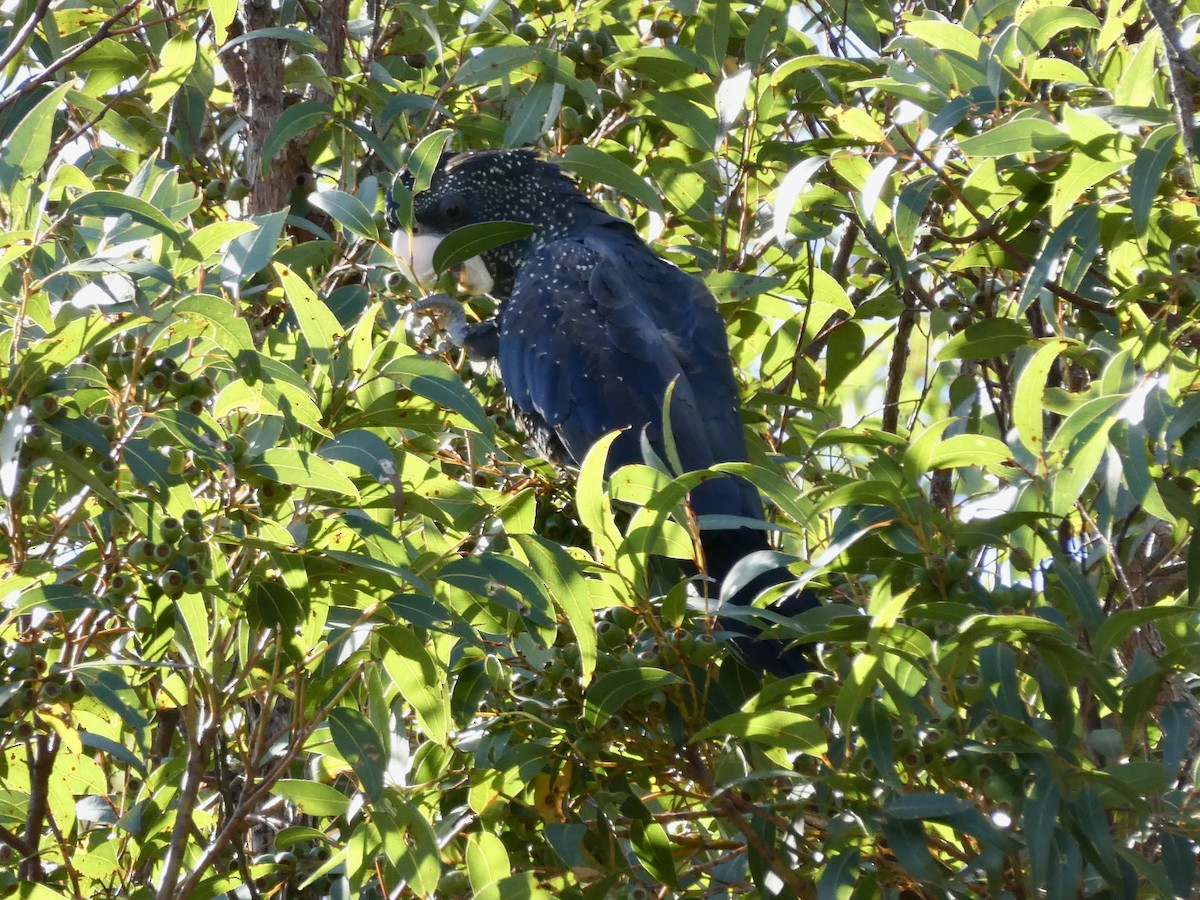 Red-tailed Black-Cockatoo - ML441102541