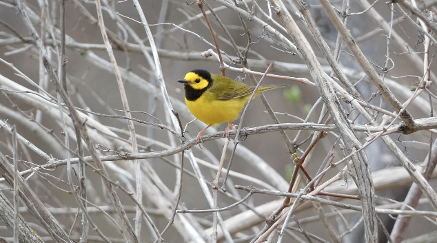 Hooded Warbler - ML441102691