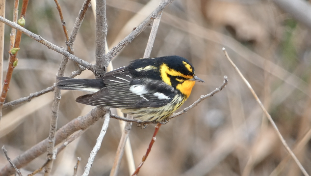 Blackburnian Warbler - ML441102711