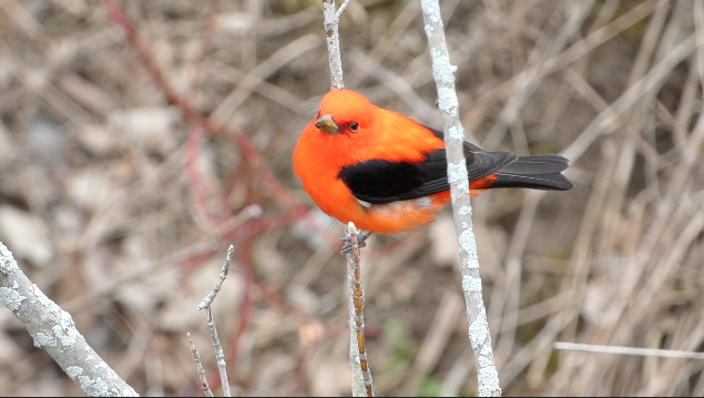 Scarlet Tanager - Ryan Sallmann