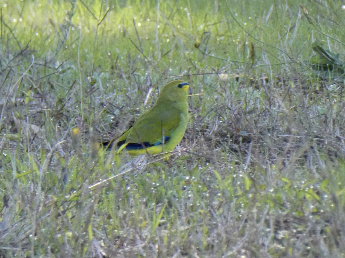 Elegant Parrot - ML441102911