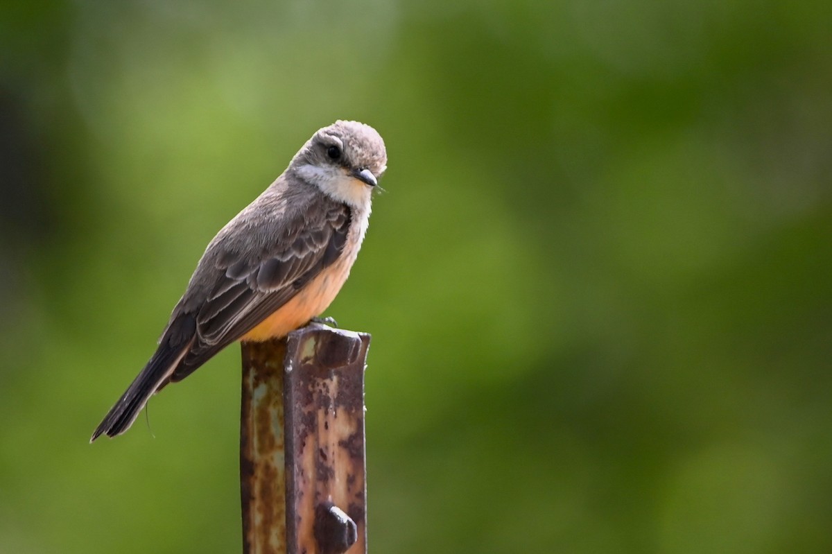 Say's Phoebe - ML441103551