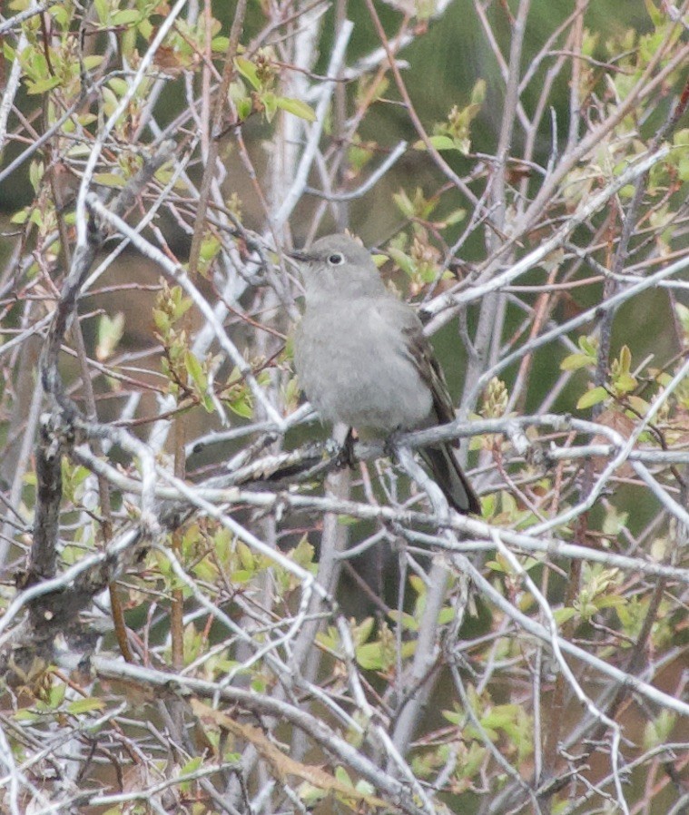 Townsend's Solitaire - ML441103651
