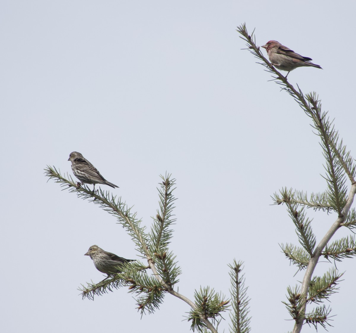 Cassin's Finch - ML441103681