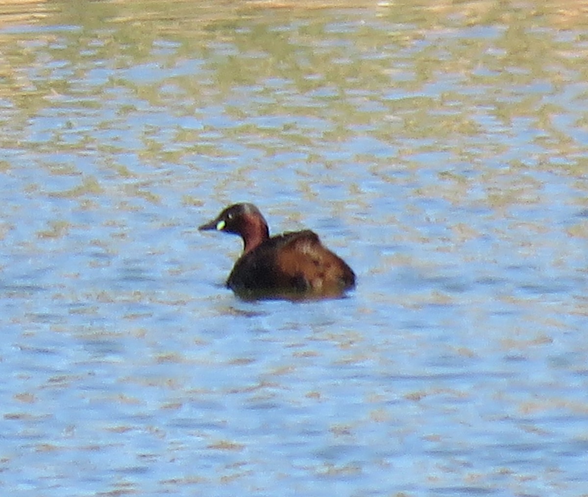 Little Grebe (Little) - ML441105131