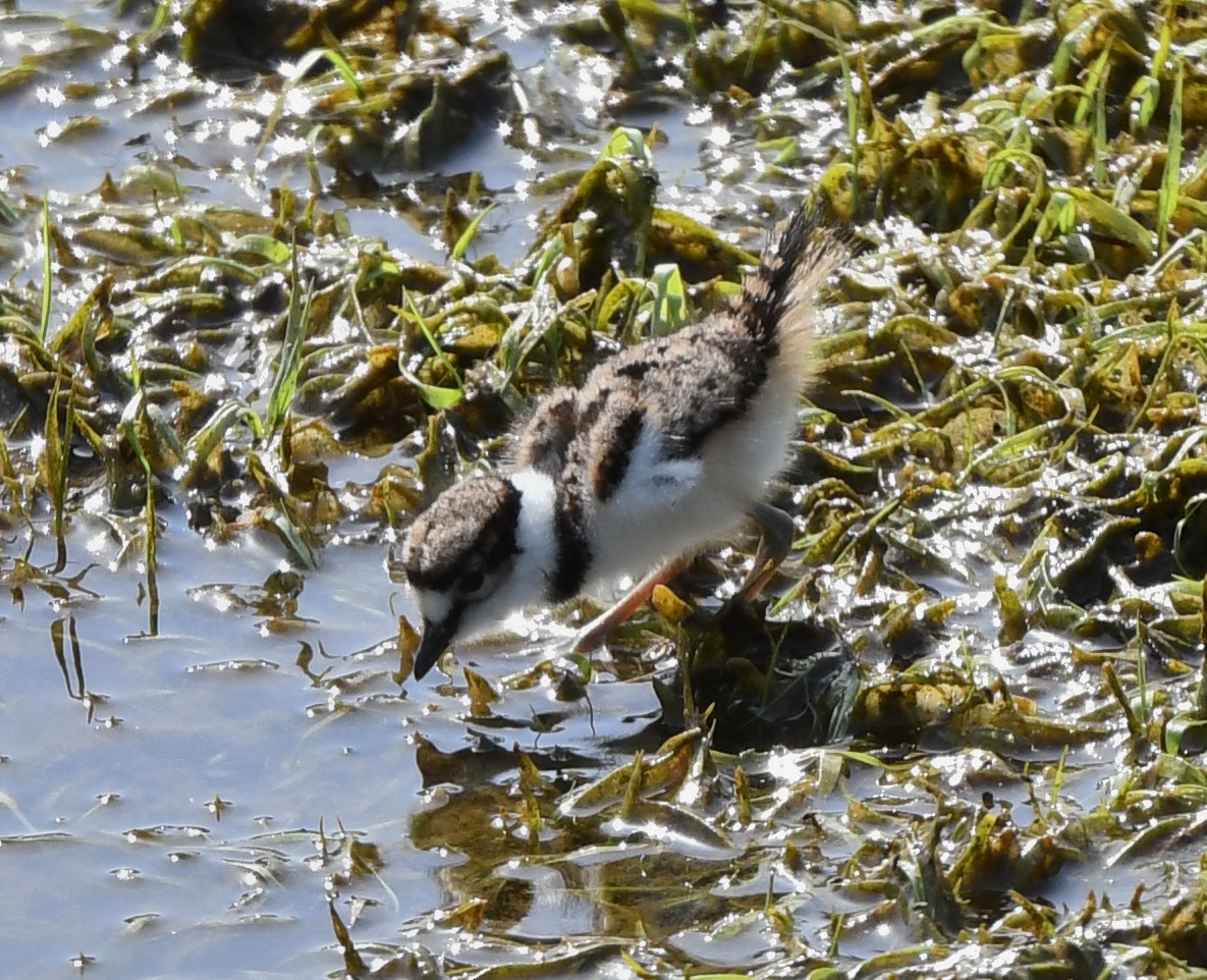 Killdeer - ML441105201