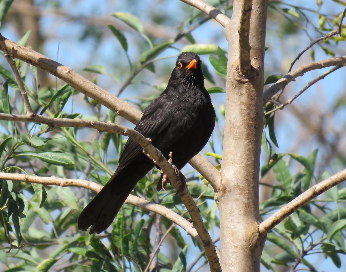 Eurasian Blackbird - ML441106151