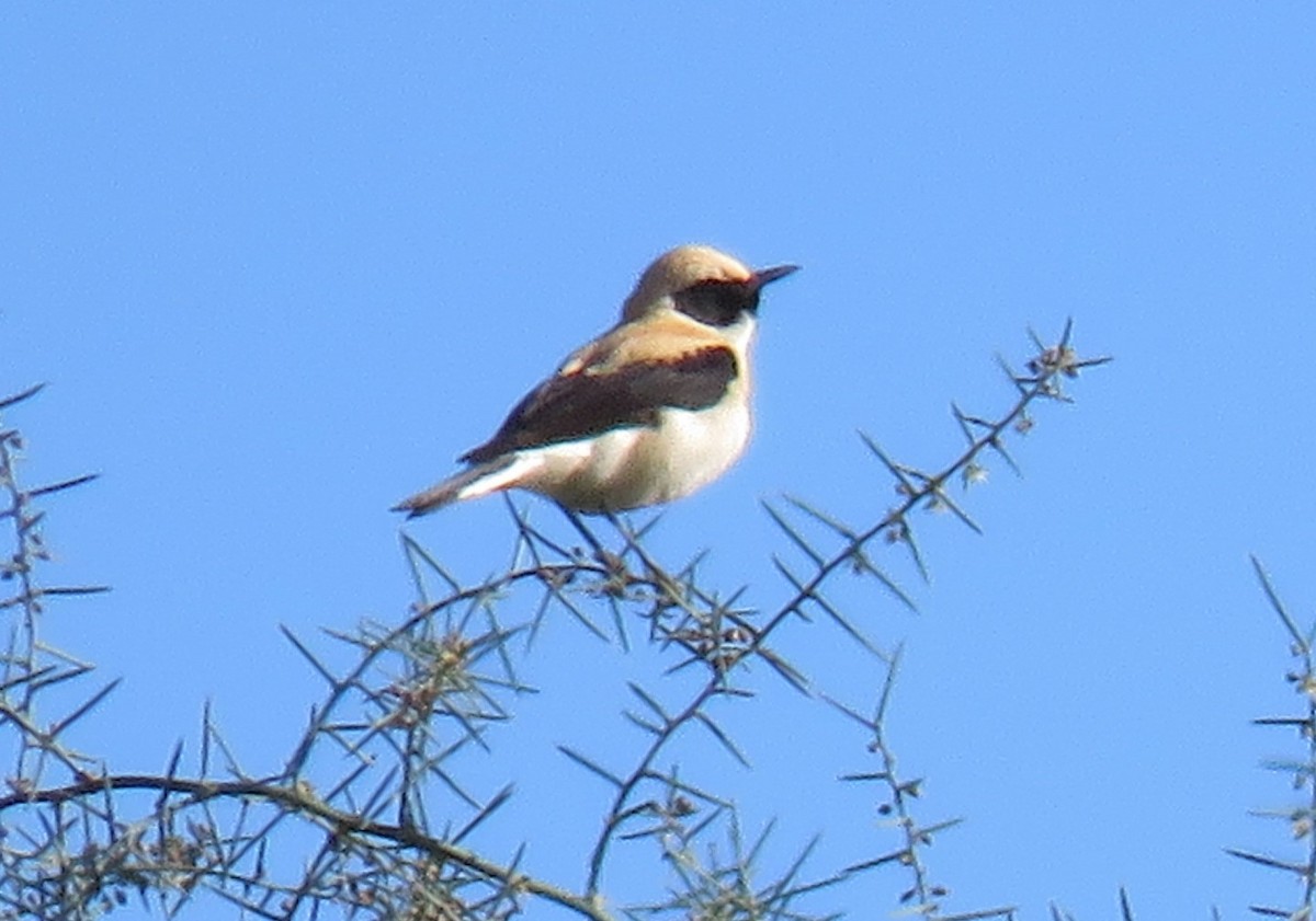 Western Black-eared Wheatear - ML441106171