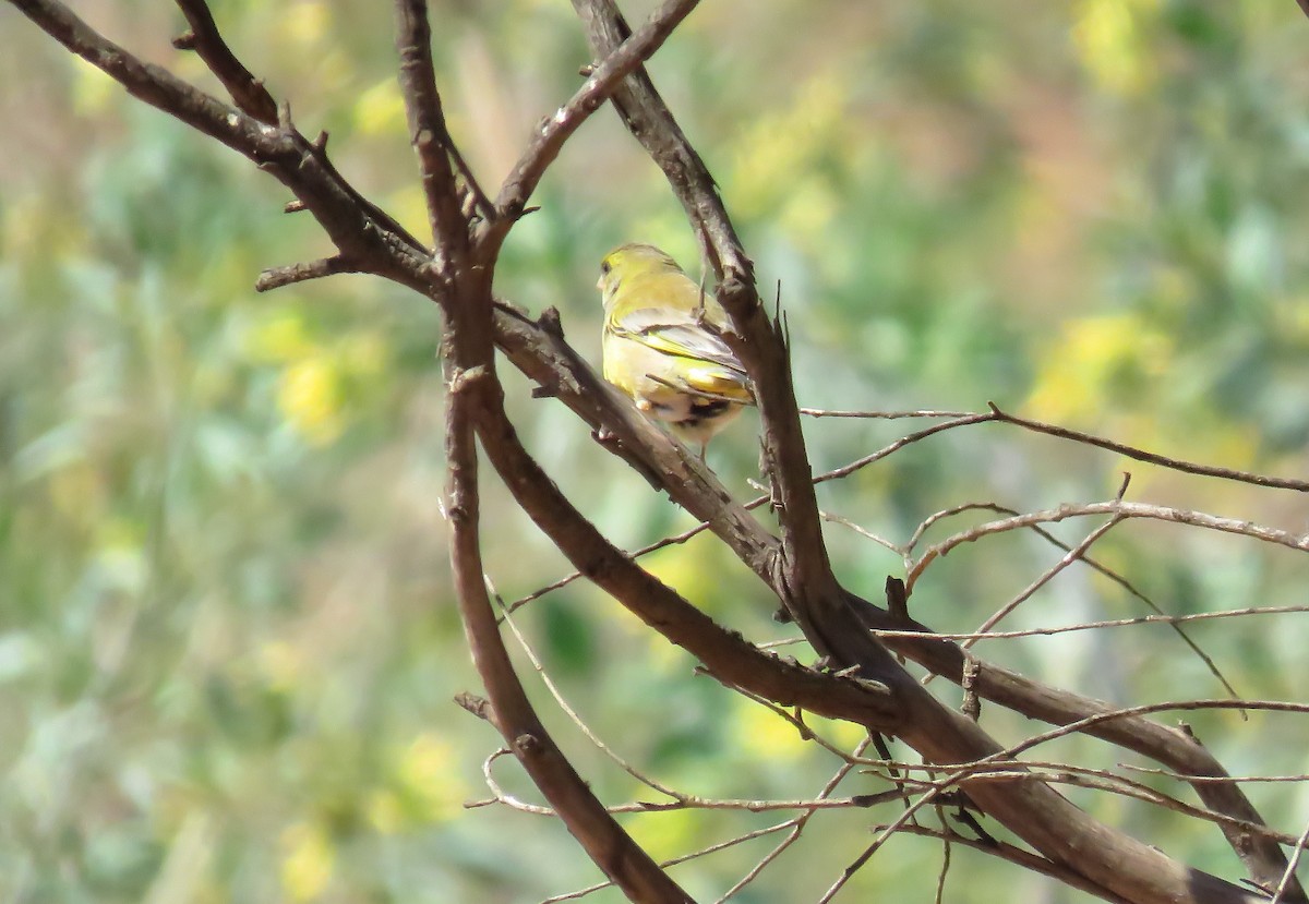 European Greenfinch - ML441106271