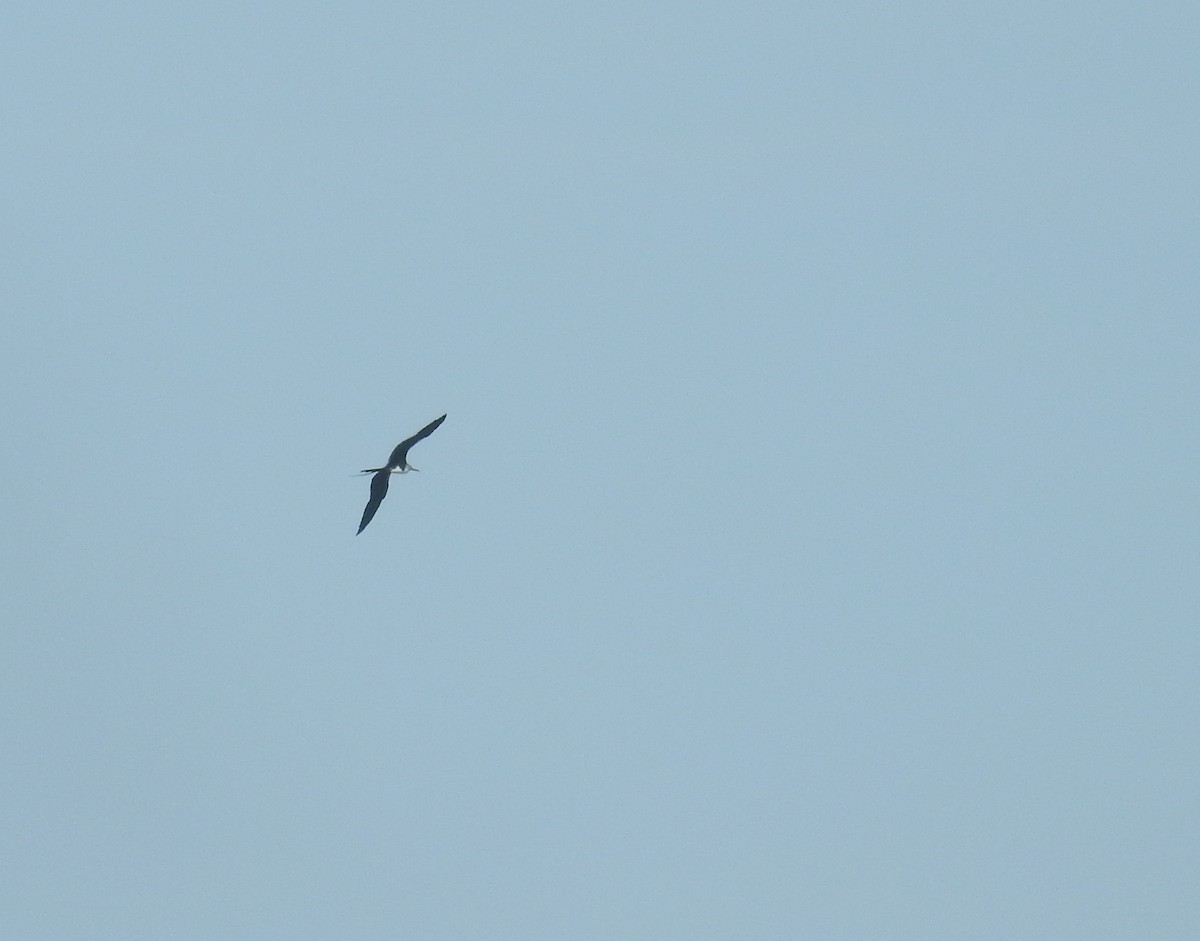 Magnificent Frigatebird - ML44111271