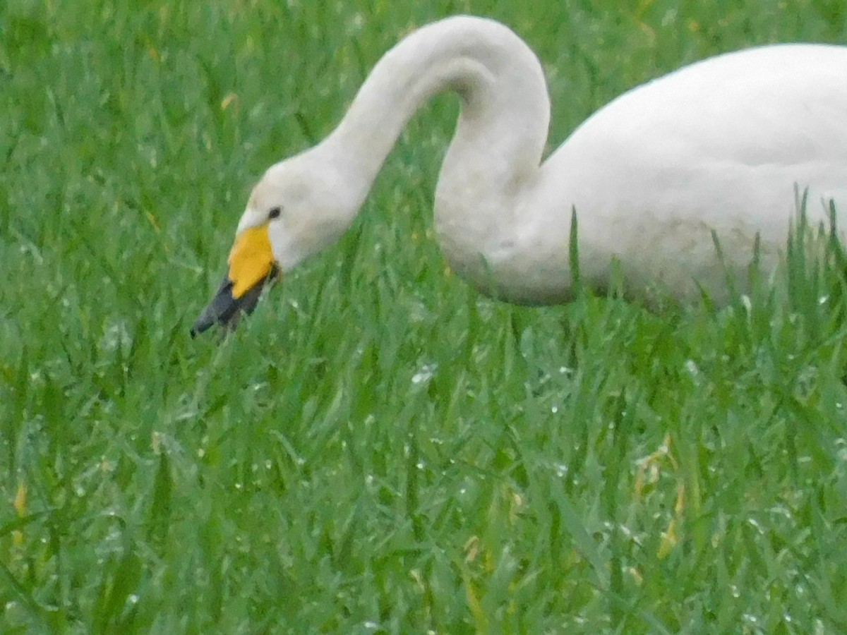 Whooper Swan - ML441113741