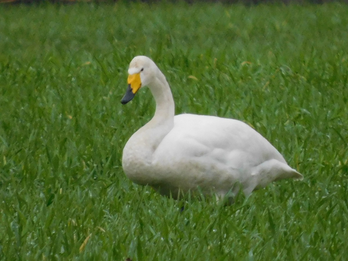 Whooper Swan - Scott Schroeder