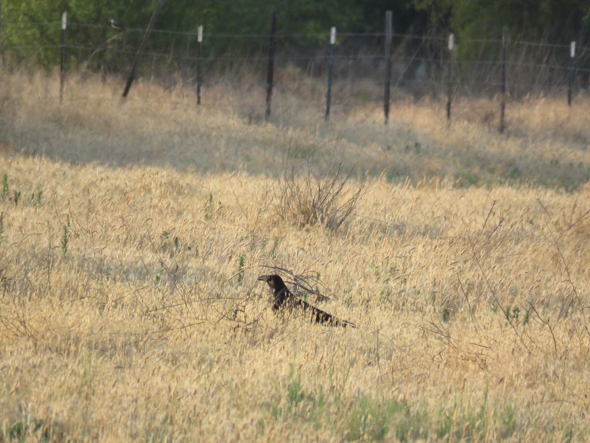 Common Raven - ML441114351