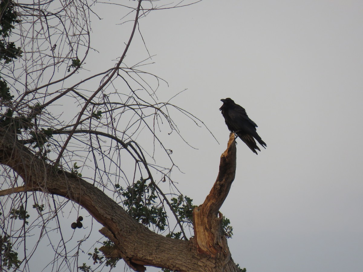 Common Raven - ML441114361