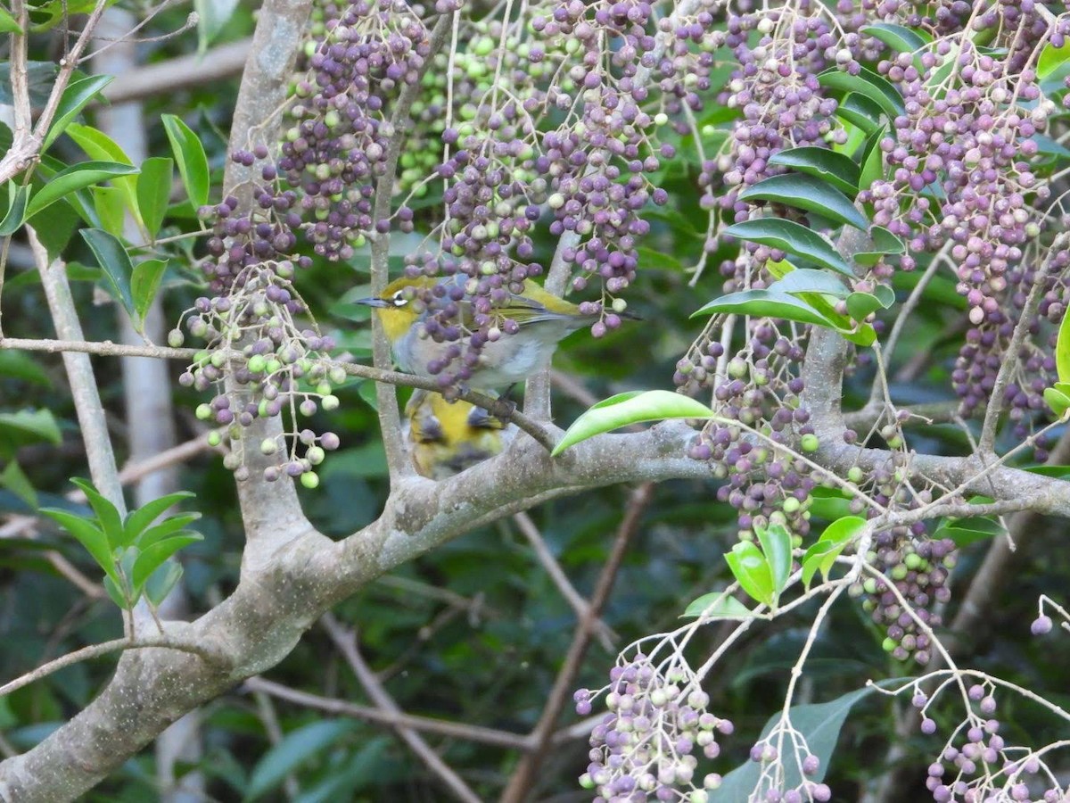 Silvereye - ML441115281