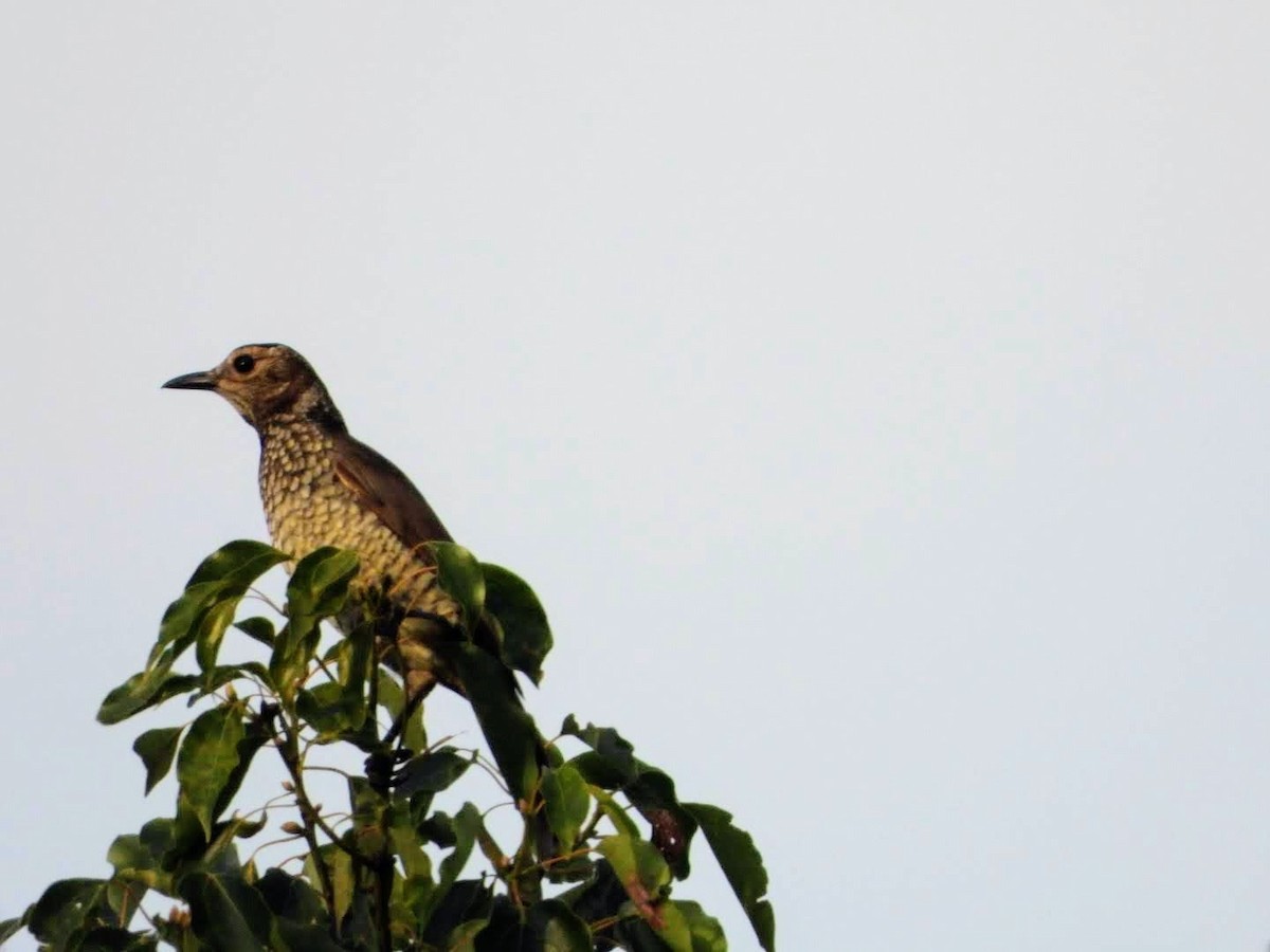 Regent Bowerbird - ML441115331
