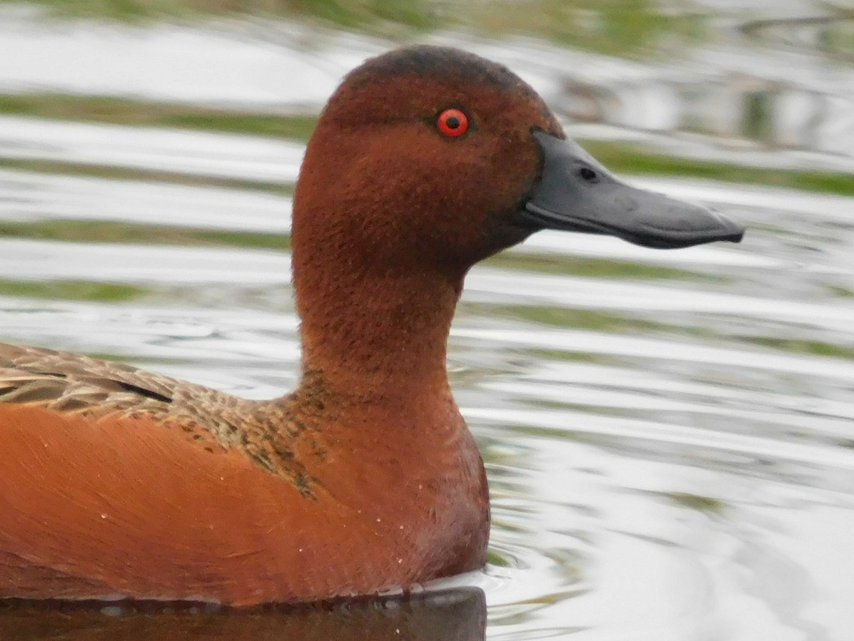 Cinnamon Teal - Scott Schroeder