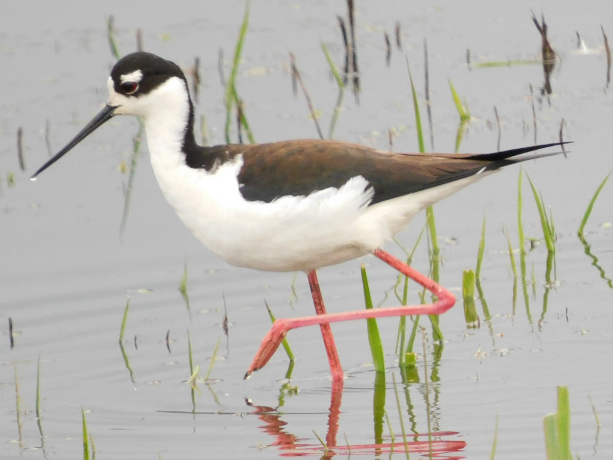 Black-necked Stilt - ML441116081