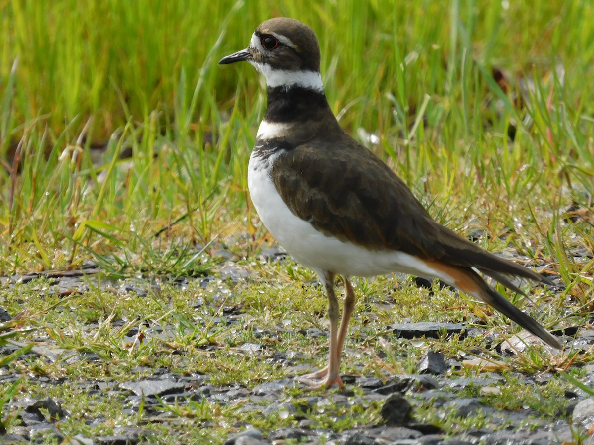 Killdeer - ML441116131