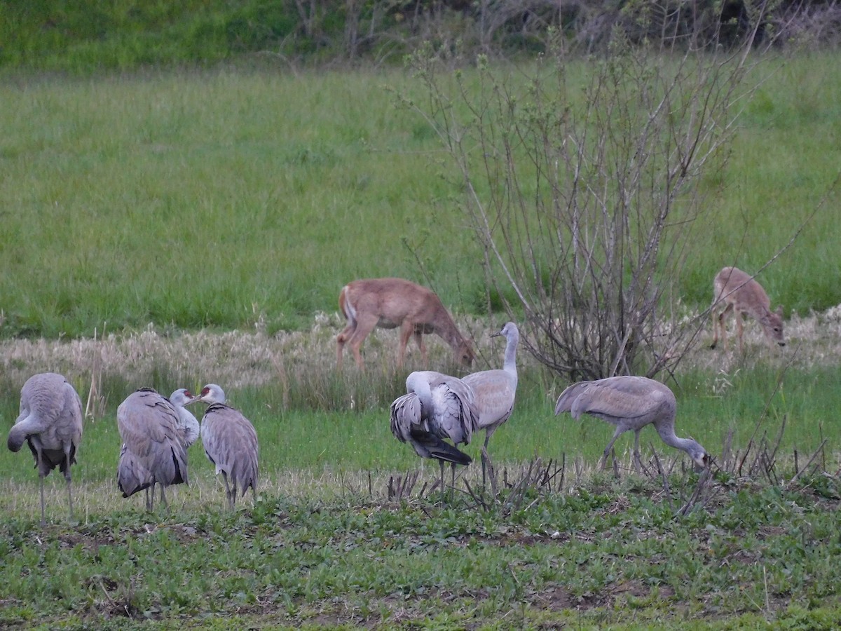 Grulla Canadiense - ML441116201