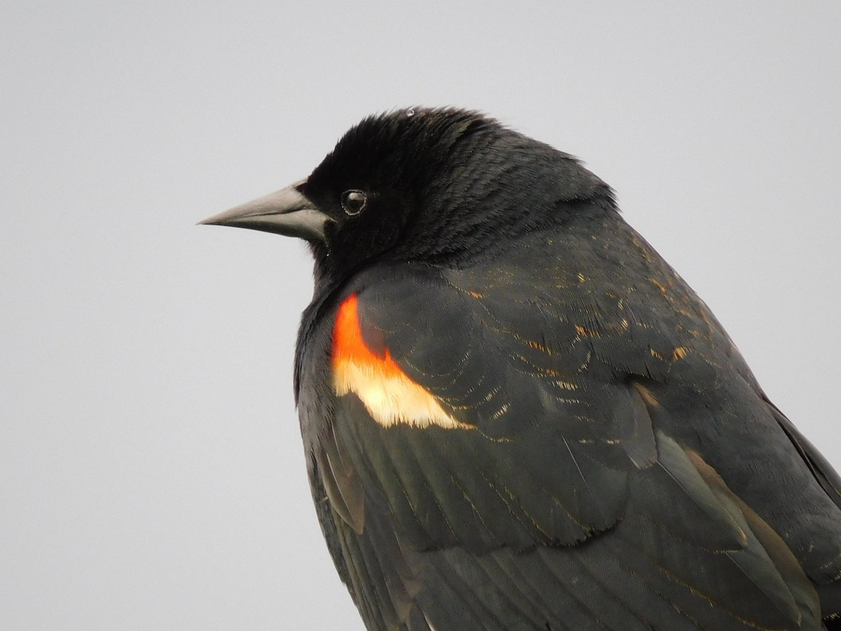 Red-winged Blackbird - Scott Schroeder