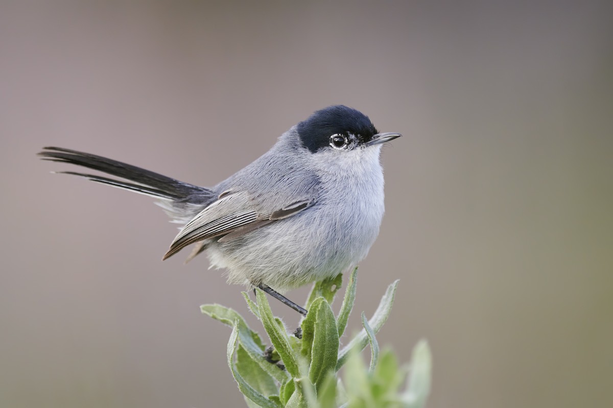 California Gnatcatcher - ML441116861