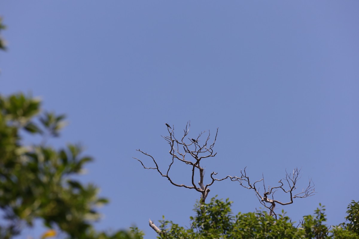 Dollarbird - ML441117201