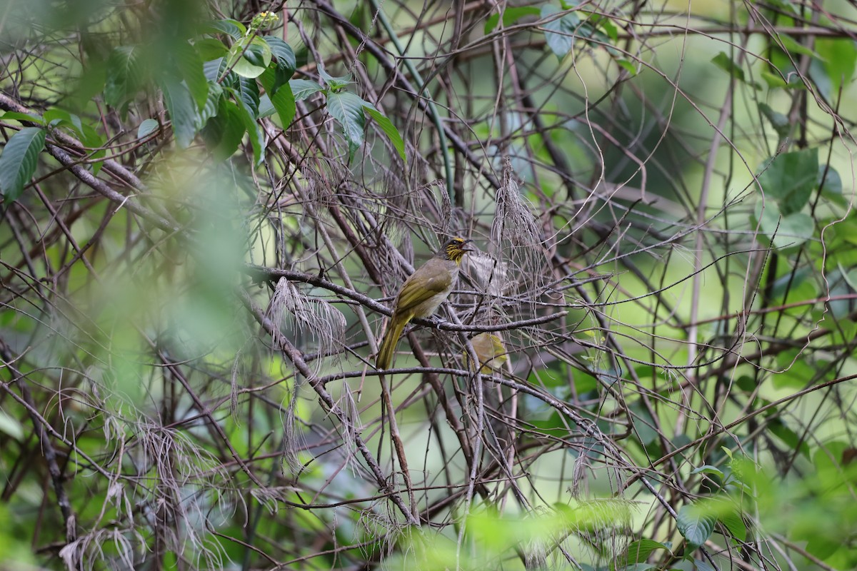 Stripe-throated Bulbul - ML441117261