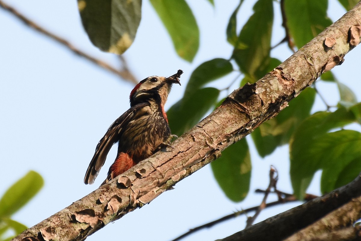 Necklaced Woodpecker - Supaporn Teamwong