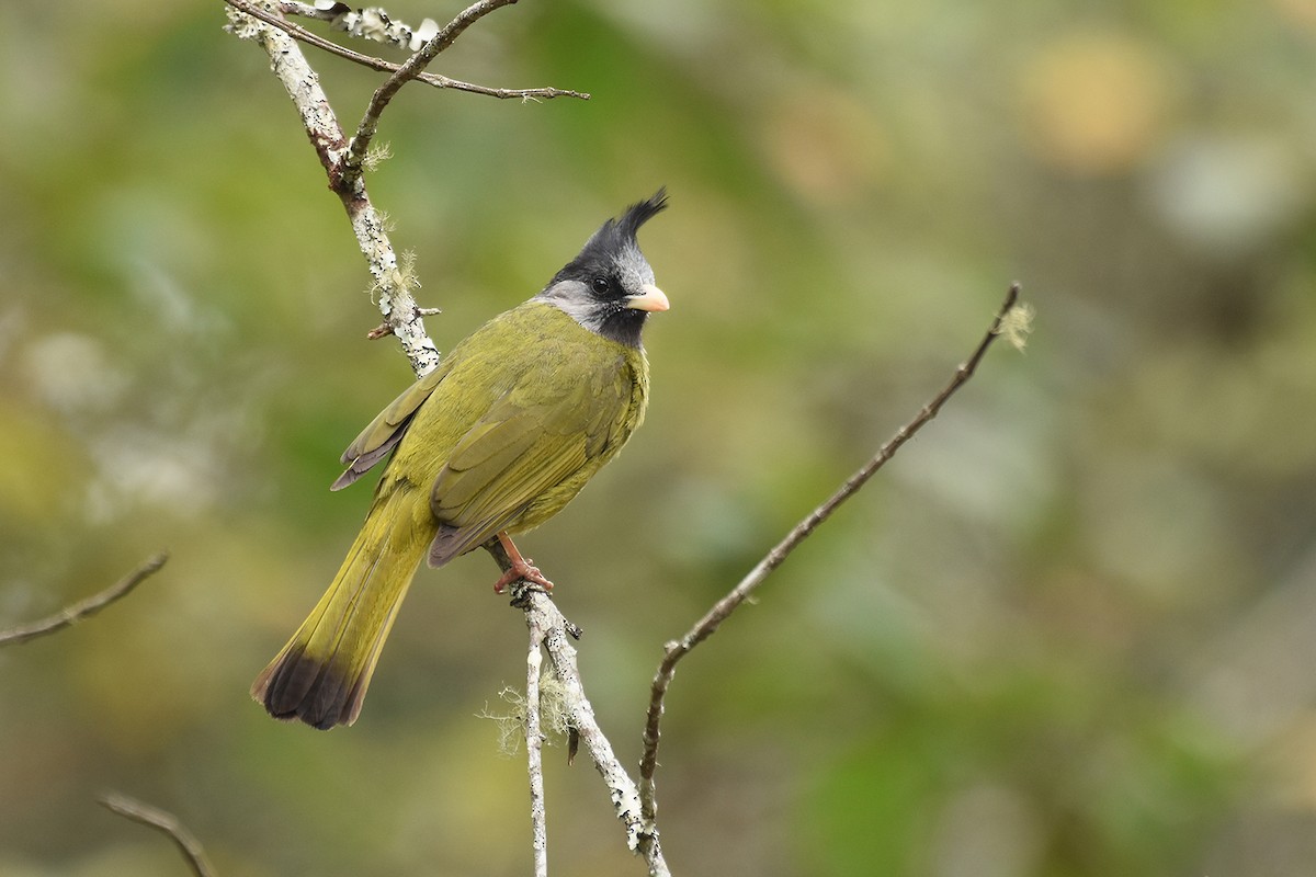 Crested Finchbill - ML441118291