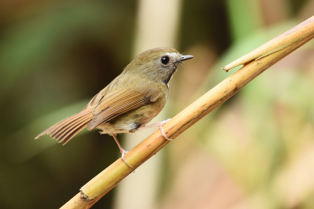 White-gorgeted Flycatcher - Supaporn Teamwong