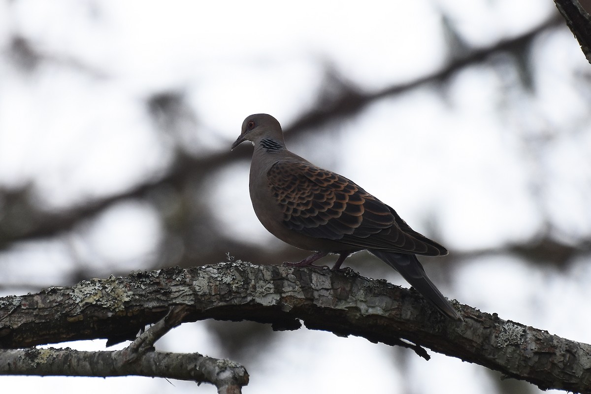 Oriental Turtle-Dove - Supaporn Teamwong