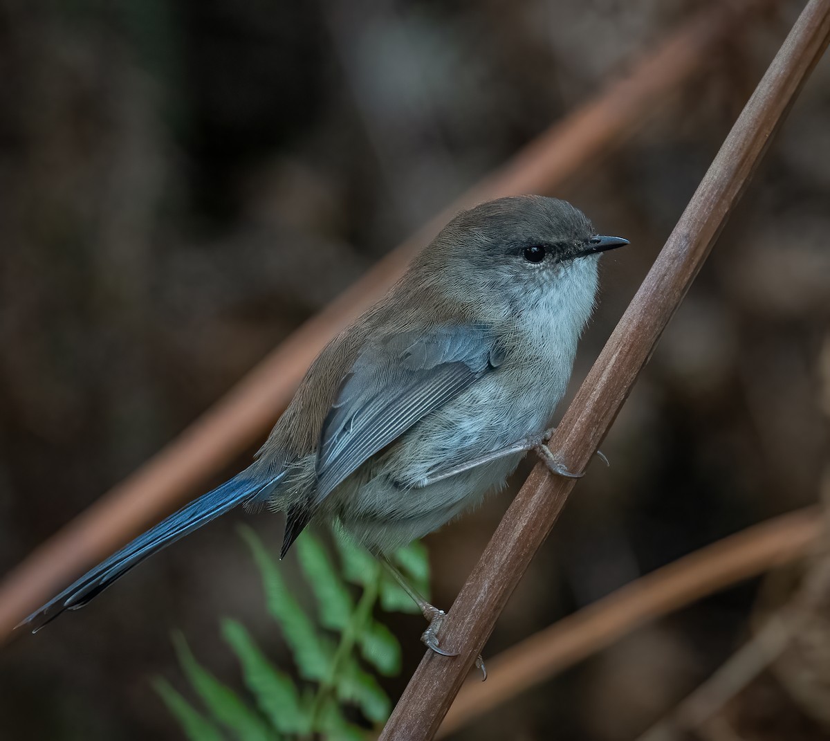 Superb Fairywren - ML441118371