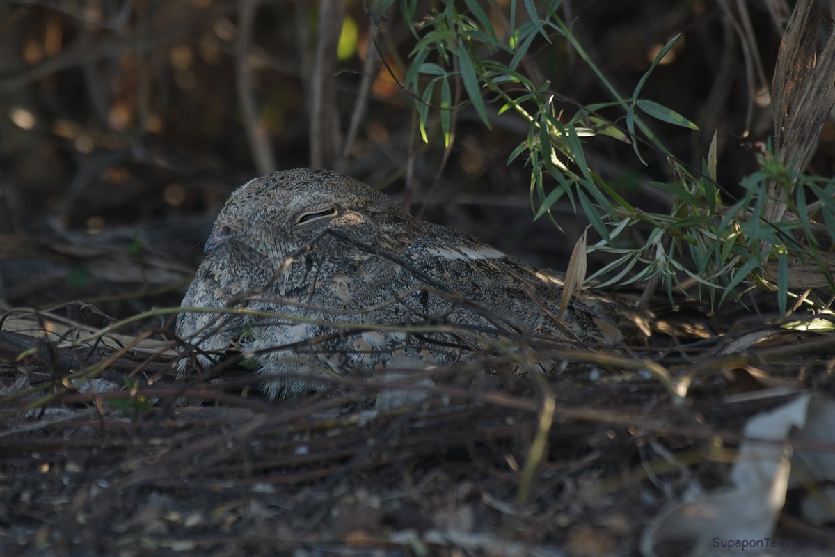 Savanna Nightjar - ML441120211